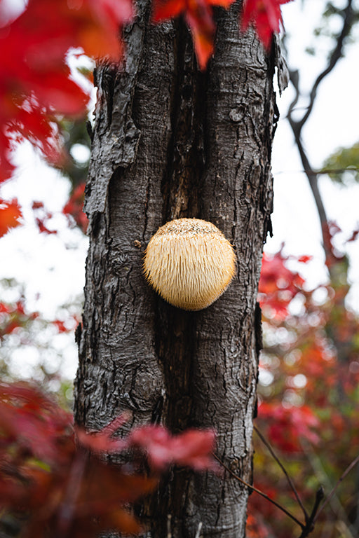 Lions Mane.